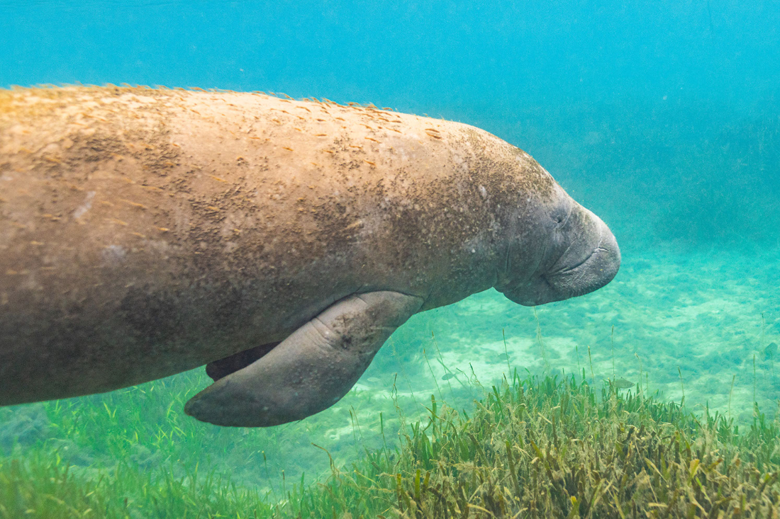 ManateeTours