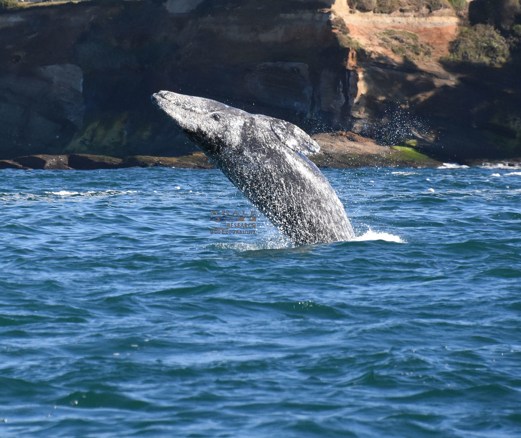 Whale Research EcoExcursions Whale Watching in Depoe Bay